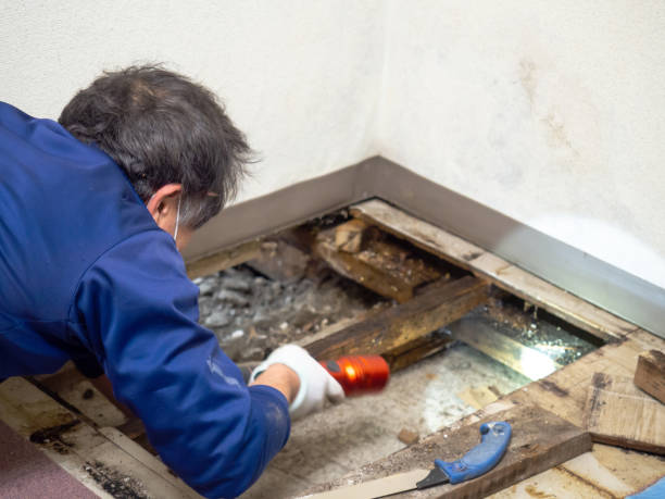 Best Affordable Mold Removal  in Eagar, AZ