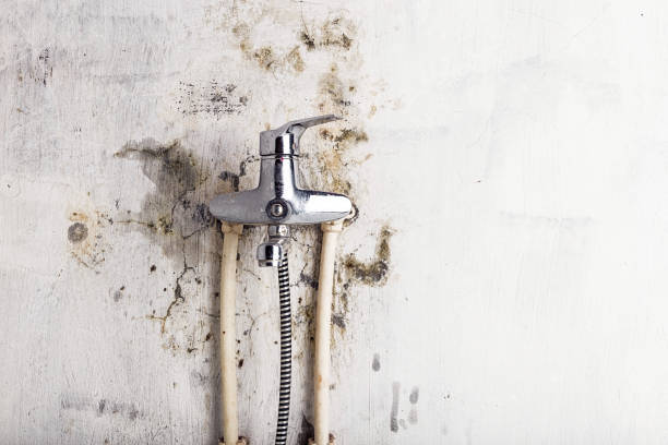 Best Emergency Mold Removal  in Eagar, AZ