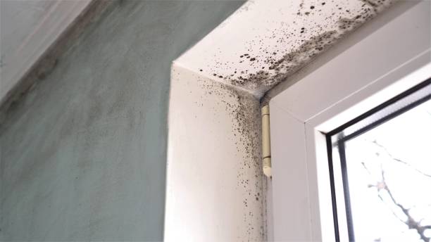 Best Emergency Mold Removal  in Eagar, AZ