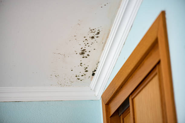 Office Mold Removal Services in Eagar, AZ