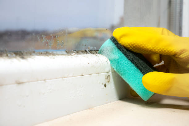 Best Home Mold Removal  in Eagar, AZ