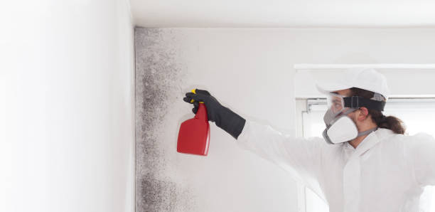 Best Office Mold Removal Services  in Eagar, AZ