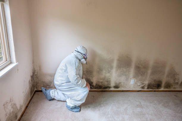 Best Commercial Mold Removal  in Eagar, AZ