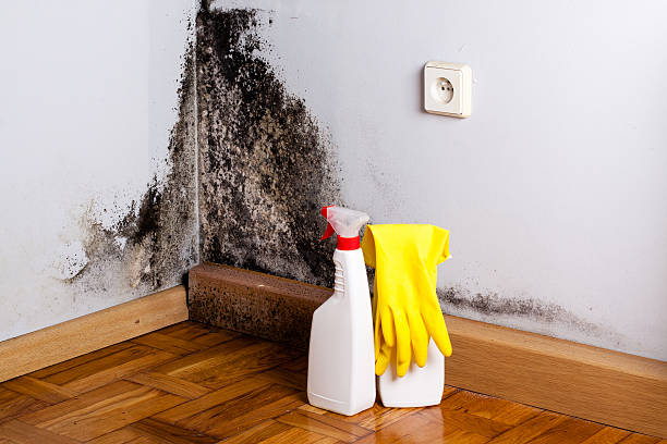 Best Mold Damage Repair  in Eagar, AZ