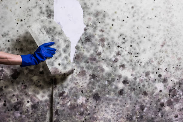 Best Mold Testing  in Eagar, AZ