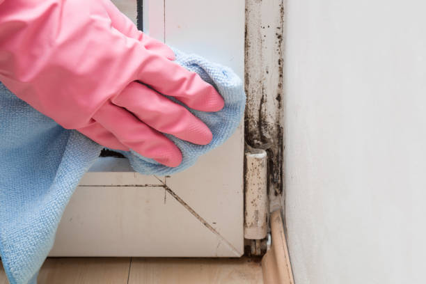 Best Residential Mold Removal  in Eagar, AZ