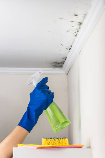 Best Toxic Mold Removal  in Eagar, AZ