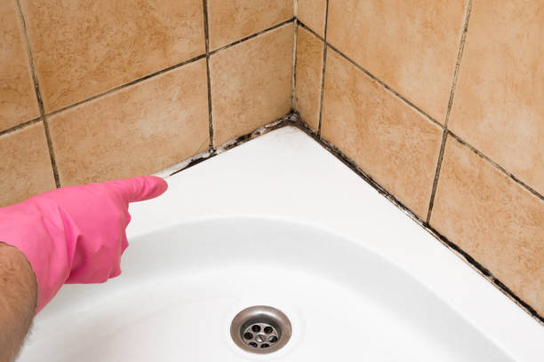 Best Affordable Mold Removal  in Eagar, AZ